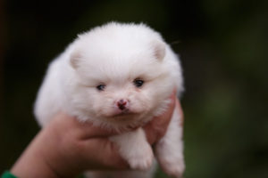 pomeranian spitz puppy for sale