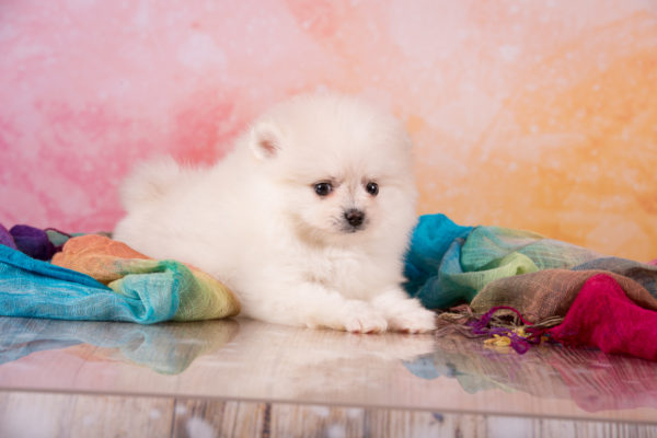 pomeranian spitz puppy for sale