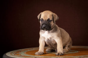 South African Boerboel puppy for sale