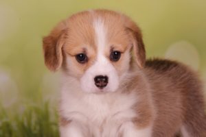 Welsh Corgi Pembroke puppy for sale