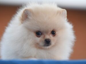 Pomeranian puppy for sale - male