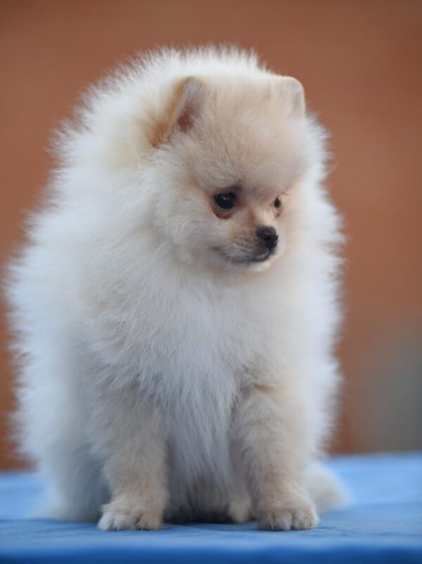 Pomeranian puppy for sale - male